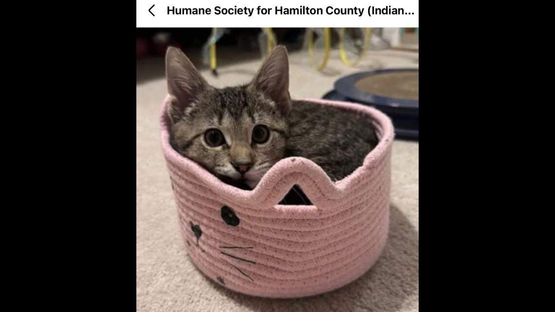 The “tiny but mighty” Raven getting cozy.