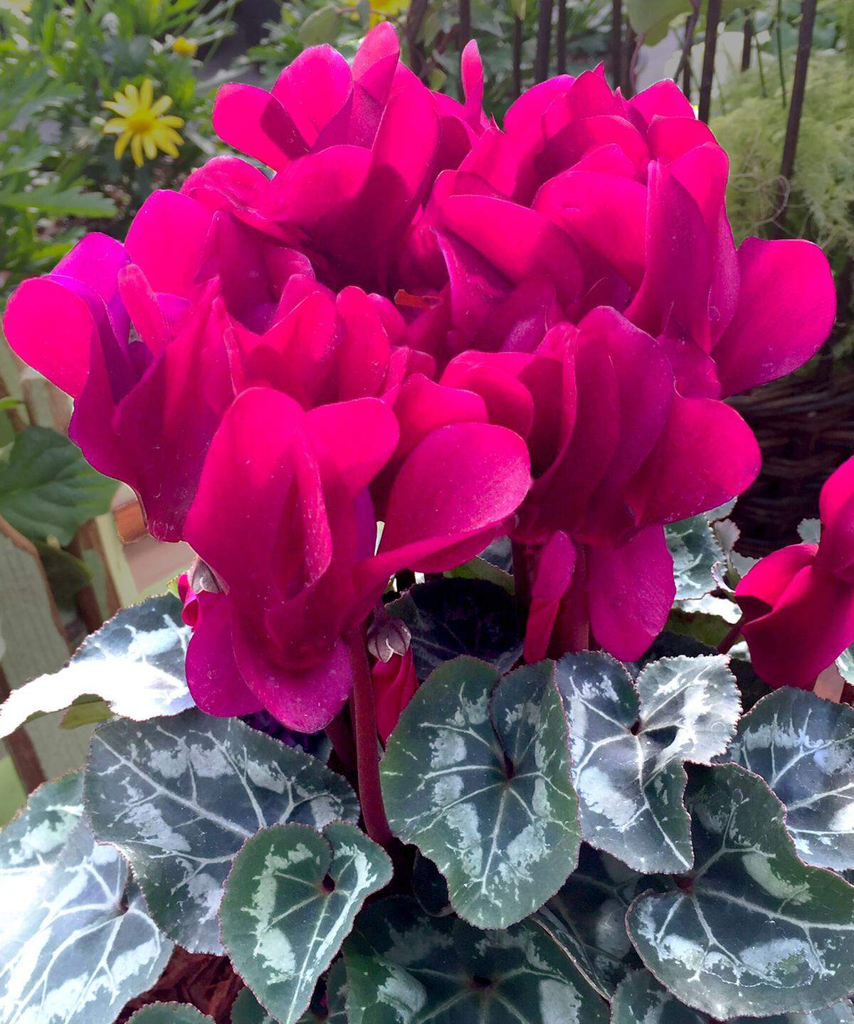 Rich purple-red cyclamen.