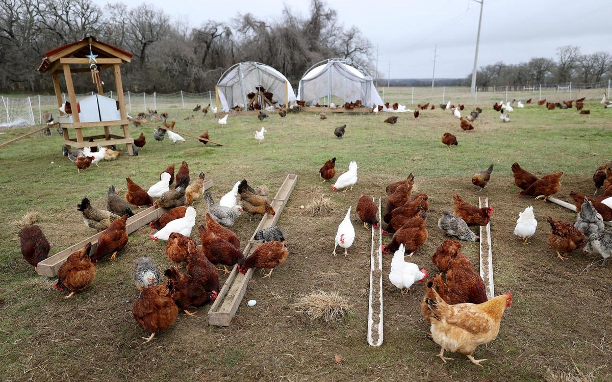Around 500 pasture-raised chickens eat, roam and roost at JMZ Farms on Tuesday, Feb. 11, 2025, in Bridgeport.