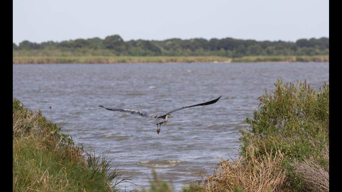 A predator hiding in the brush is about to pounce on this great blue heron spotted in Texas.