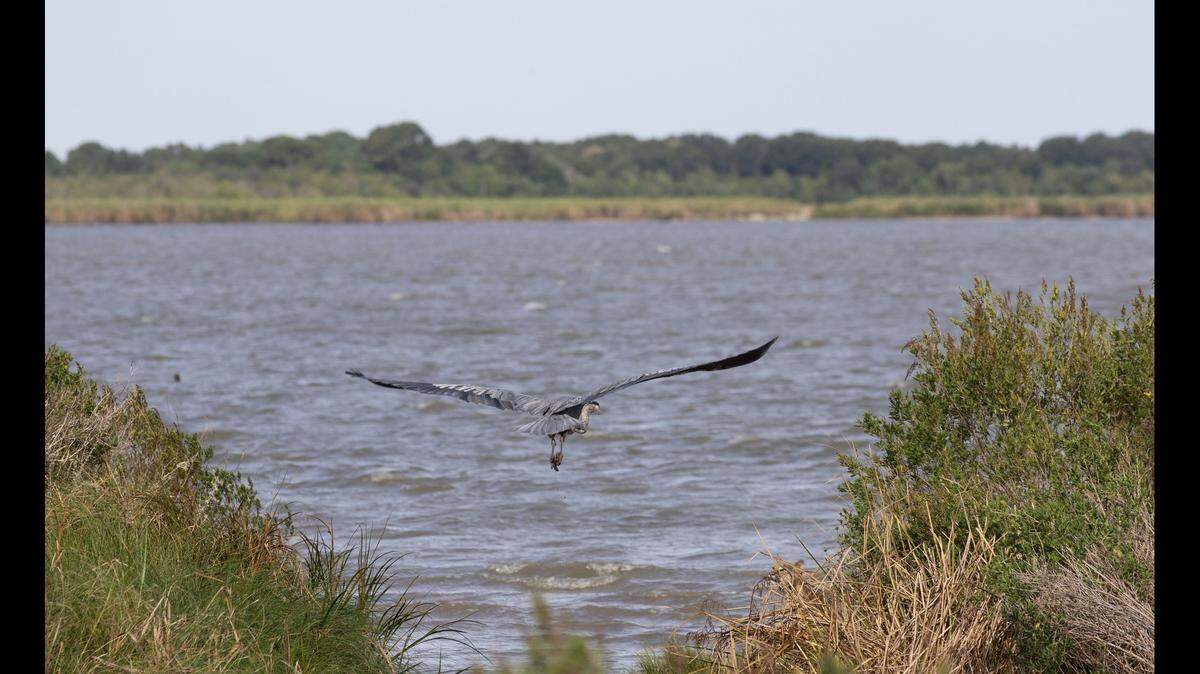 A predator hiding in the brush is about to pounce on this great blue heron spotted in Texas.