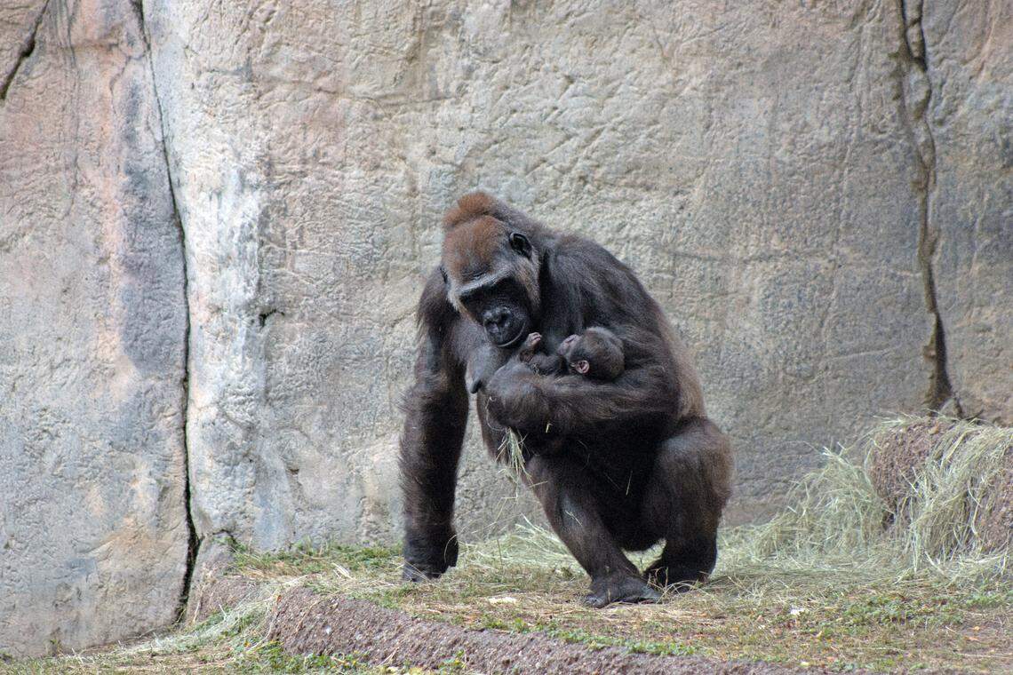 A mother gorilla holds her baby in one arm while looking down at him. 