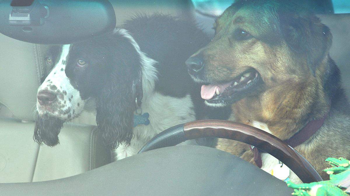 Can Texans legally break a car window to rescue a dog? Here’s what the law says.