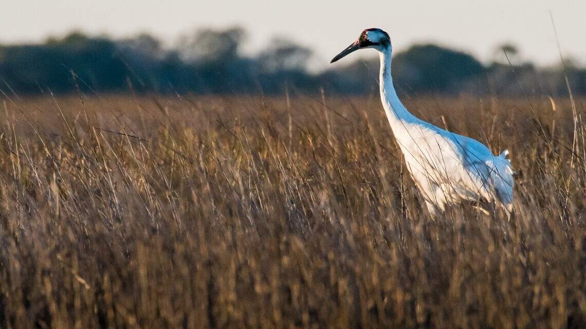 This endangered bird is showing up in more parts of Texas. Here’s why