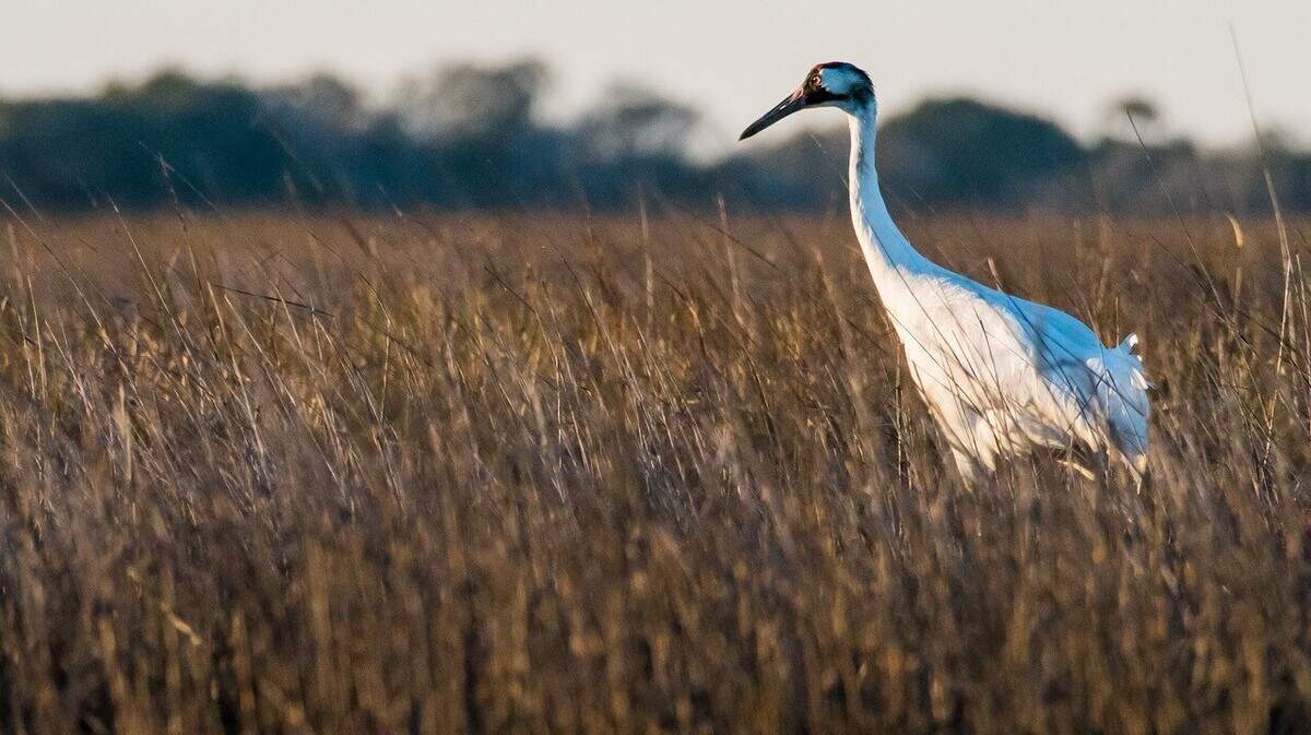 On a Calhoun County ranch in south Texas, hundreds of wildlife species roam the land, including the endangered whooping crane.