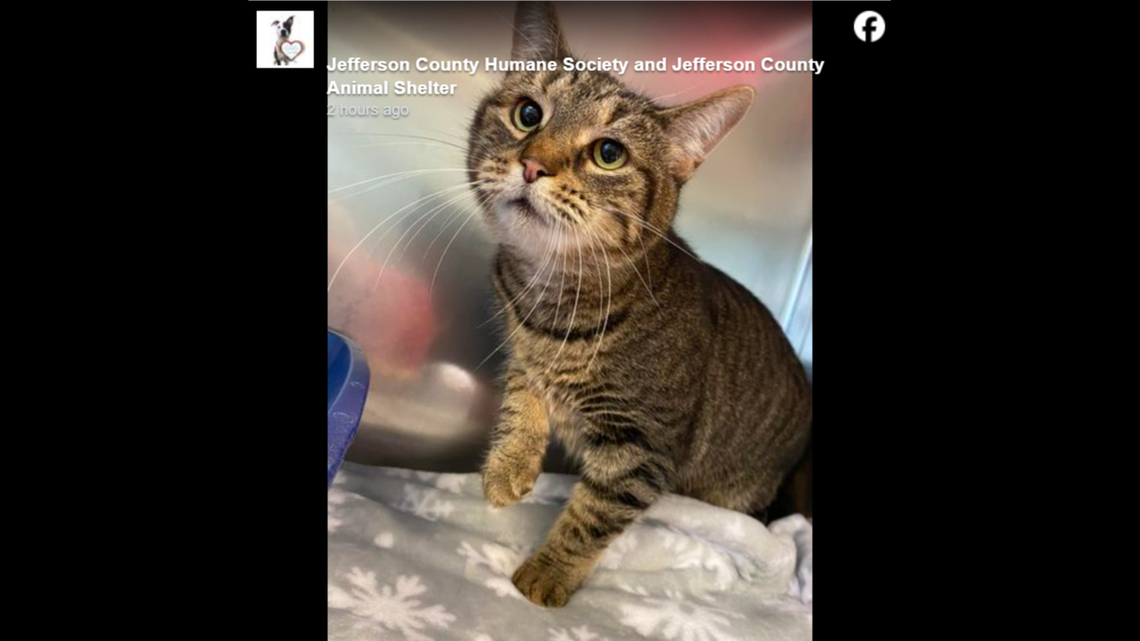 Po needs a patient household who will love her unconditionally