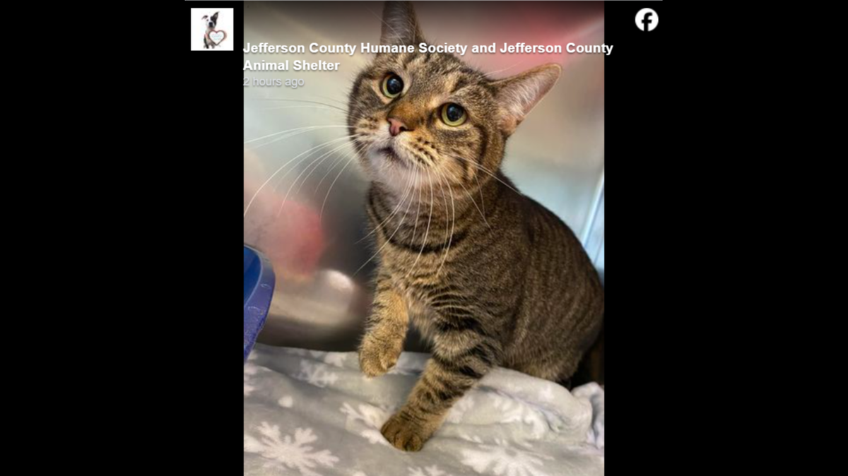 Po needs a patient household who will love her unconditionally