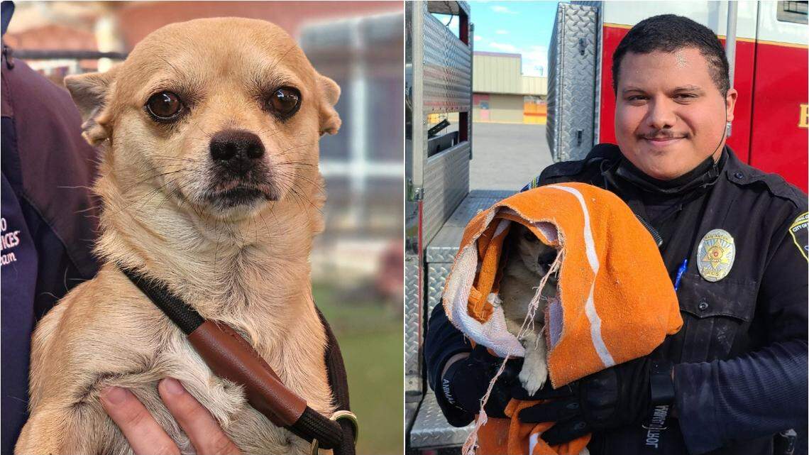 Picolo was rescued from a storm drain in San Antonio, city animal officials say.