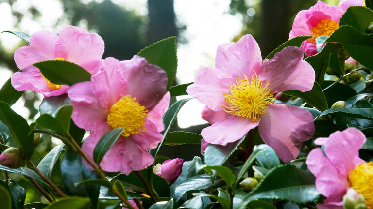 Looking for plants that thrive during North Texas winters? Consider these shining stars.