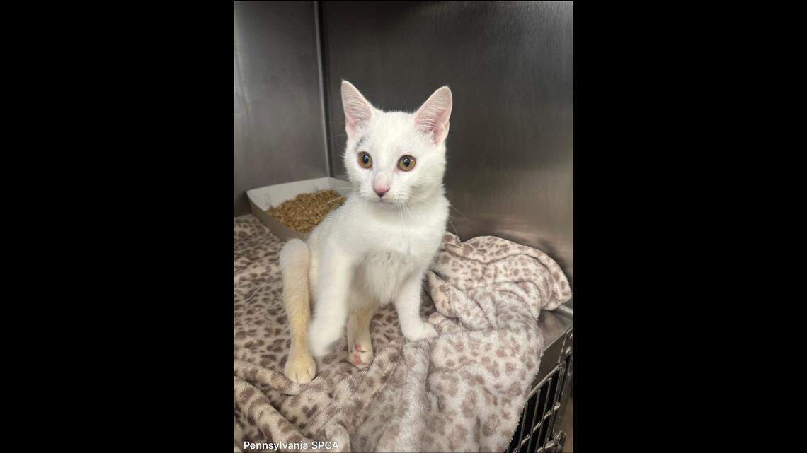 Tiny kitten unable to use back legs refuses to give up in PA. Oscar needs help