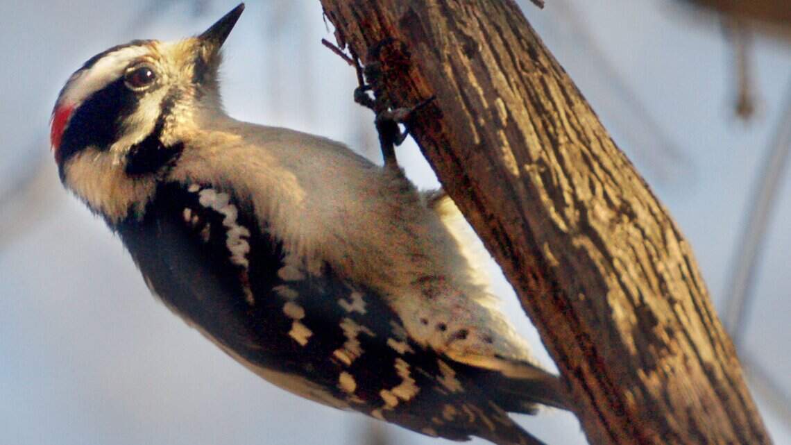 This annual count is for the birds