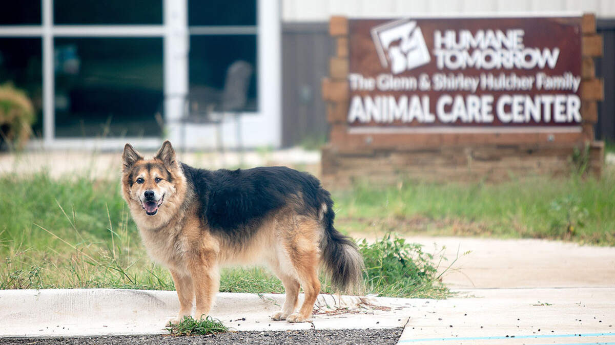 Guiness, owned by Humane Tomorrow Director Stacy Smith, stands in front of the Humane Tomorrow headquarters.