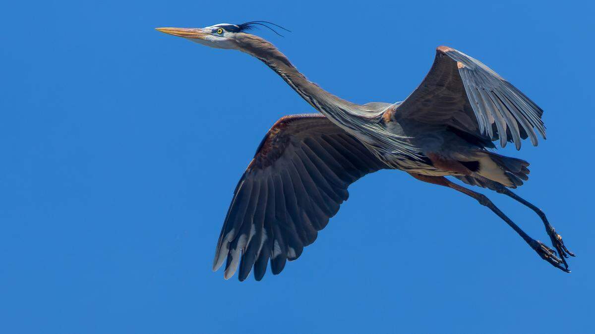 Great Blue Heron in flight at Benbrook Lake.