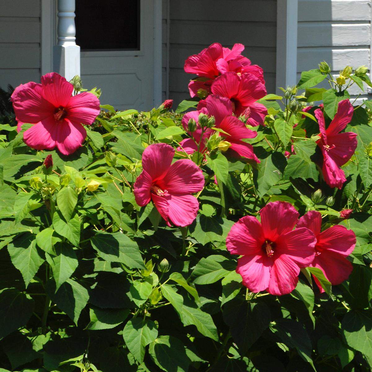 Dig and divide mallows now so they’ll bloom in summer.