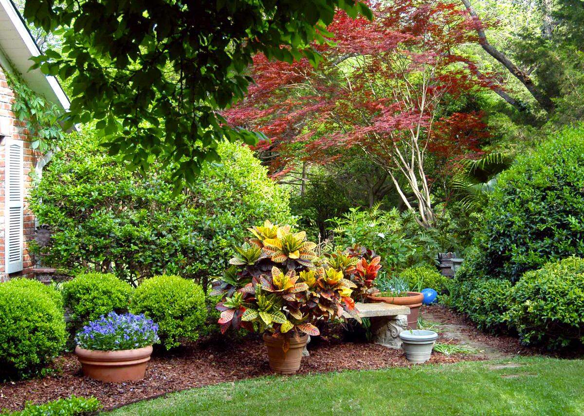 A curved bed in the Sperry front yard as sheared hollies start to grow out for the season.