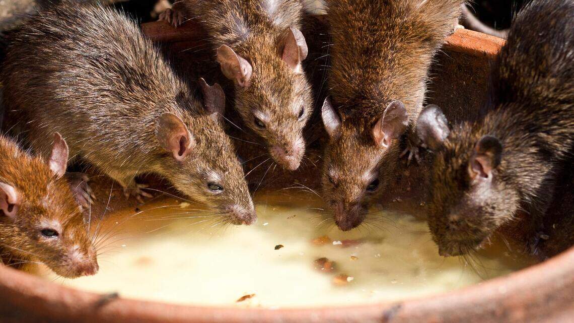 These Texas cities among most likely to be rat infested places in the United States