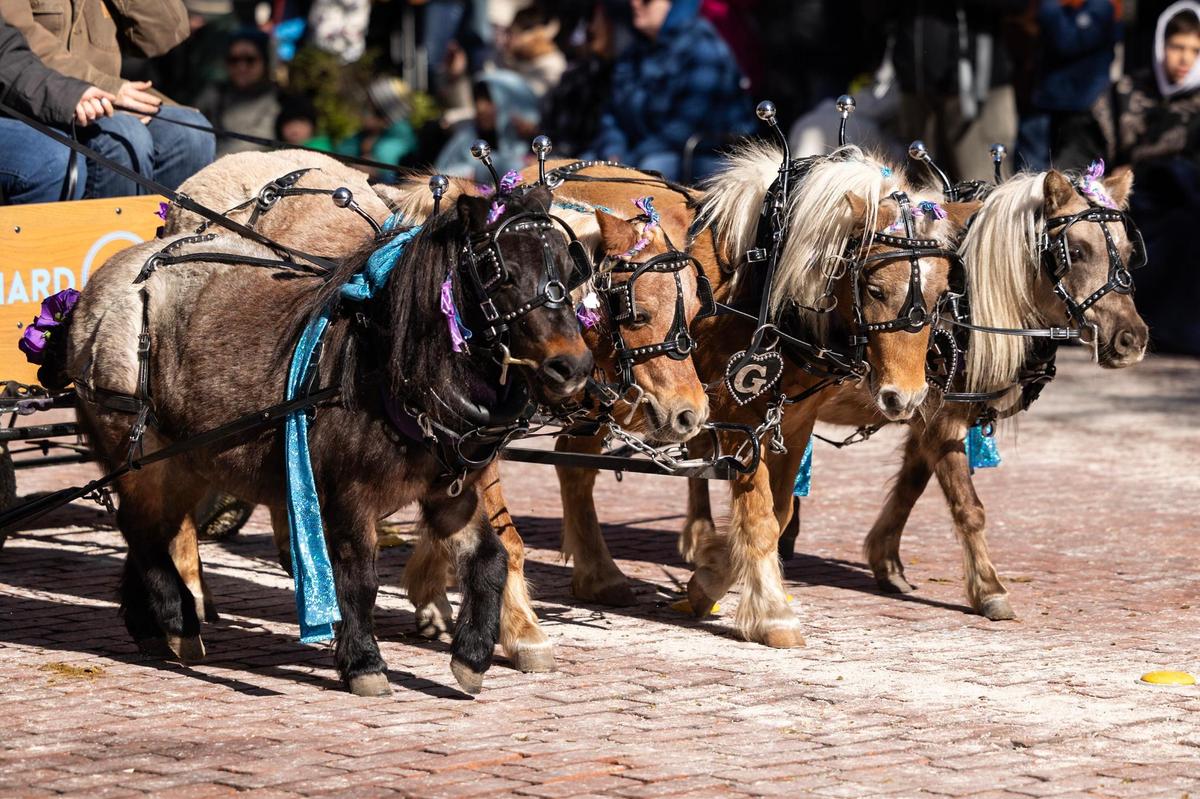 Mini horses with the Texas Equestrian Trail Riders Association make their way down Main Street for the Fort Worth Stock Show All Western Parade down Main Street in downtown Fort Worth on Saturday, Jan. 18, 2025.
