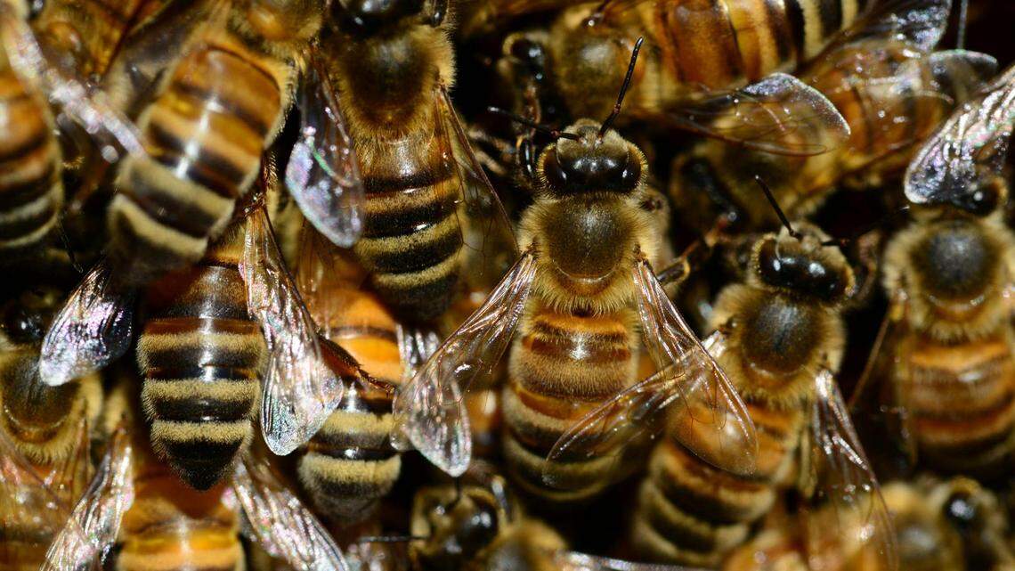 Honey bees are light brown with dark brown bands and fuzzy bodies.