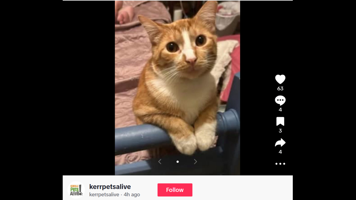 Samson the cat.