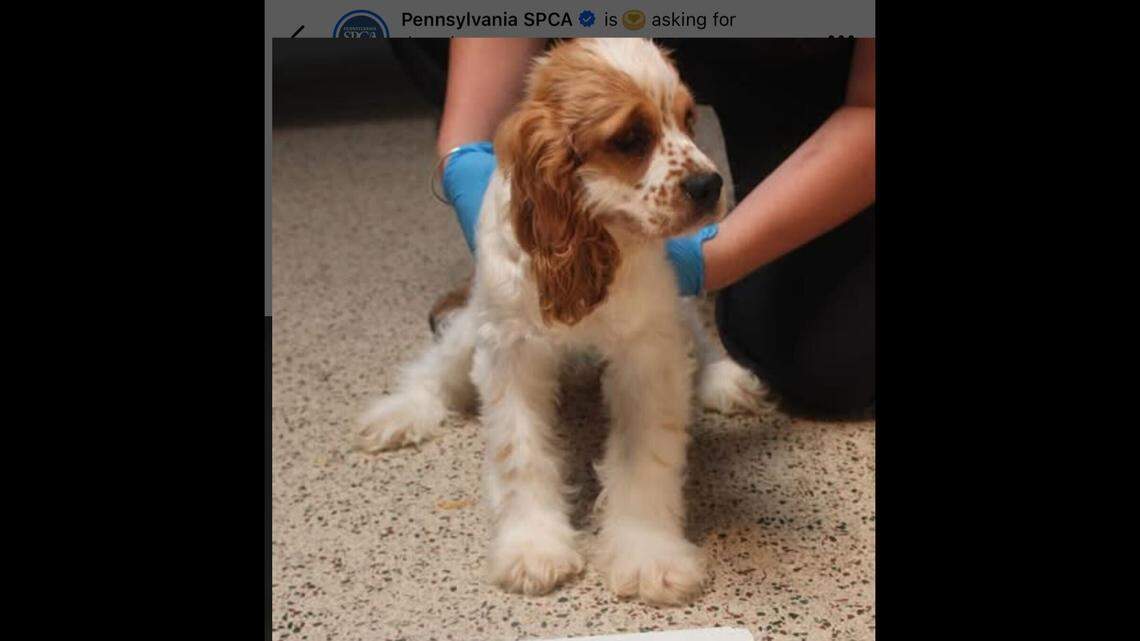 Dog saved from ‘scorching’ breeding center. But she still has a ‘zest for life’