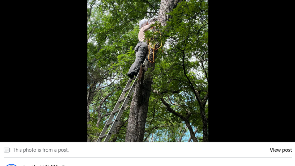 A baby bald eagle was found alone and hungry after a Texas storm. Rescuers nursed it back to health and reunited the eaglet with its parents. 