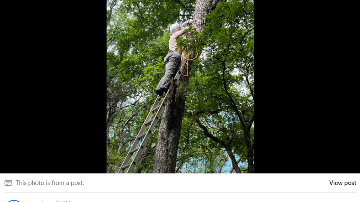 A baby bald eagle was found alone and hungry after a Texas storm. Rescuers nursed it back to health and reunited the eaglet with its parents. 