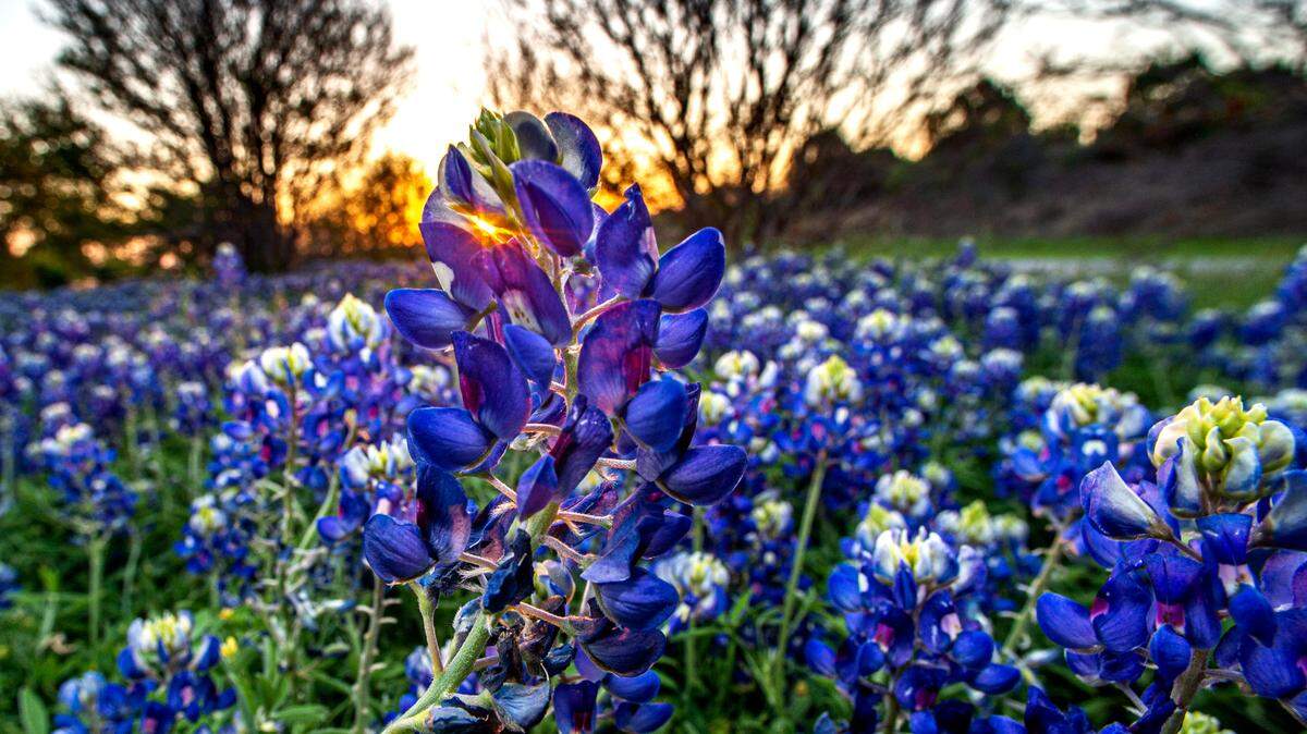 As the bluebonnets bloom, the beauty of Texas is laid bare. A patch of bluebonnets along U.S. Highway 377 Saturday, April 10, 2021.