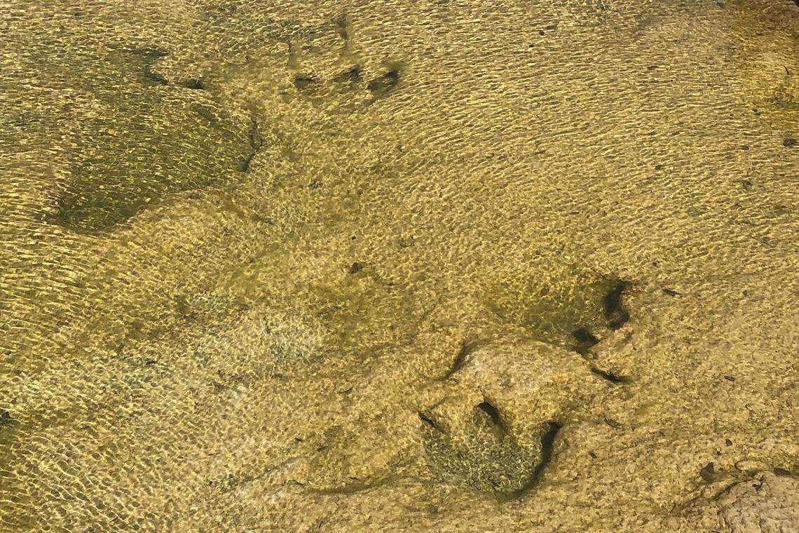 Dinosaur tracks can be found in the Paluxy River at Dinosaur Valley State Park in Glen Rose.