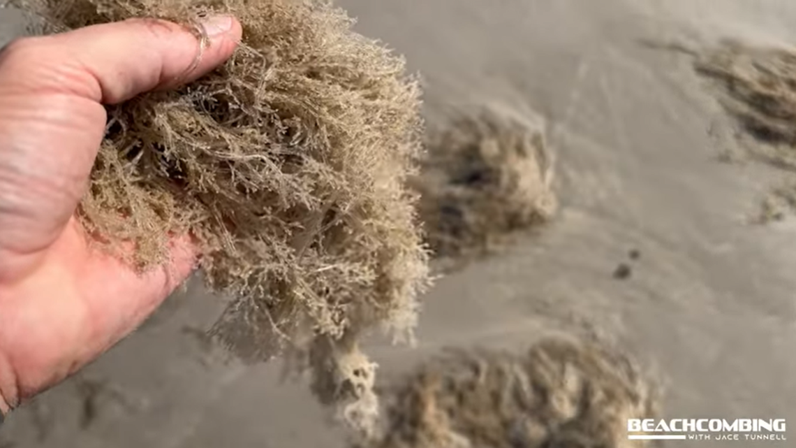 A “sauerkraut” looking creature is washing up along the Gulf of Mexico.