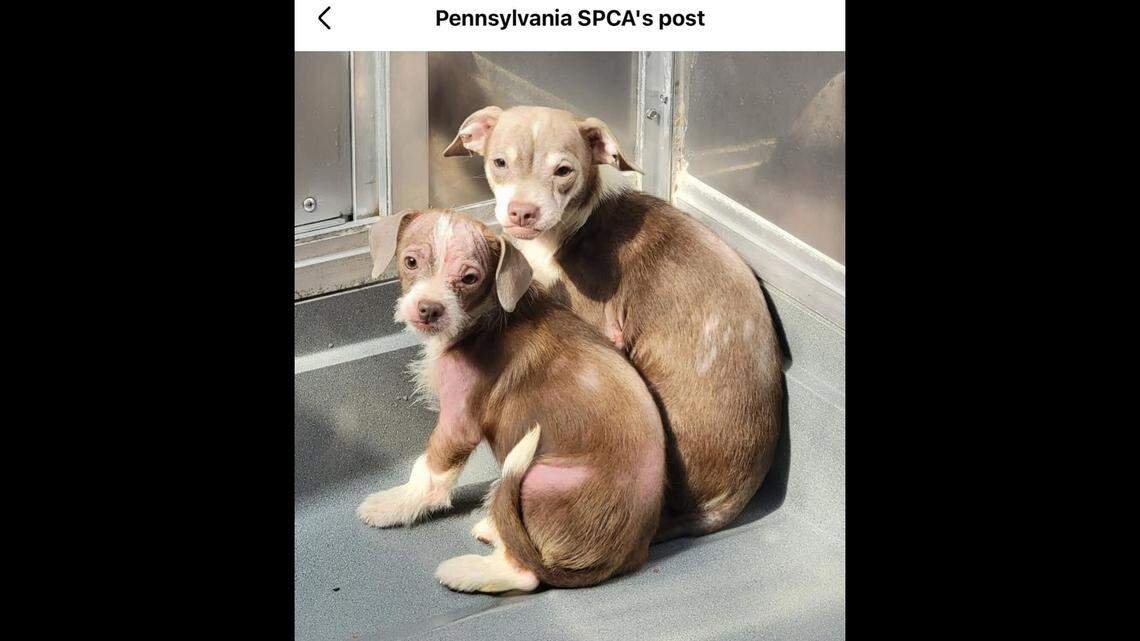 Puppies huddle together in their kennel.