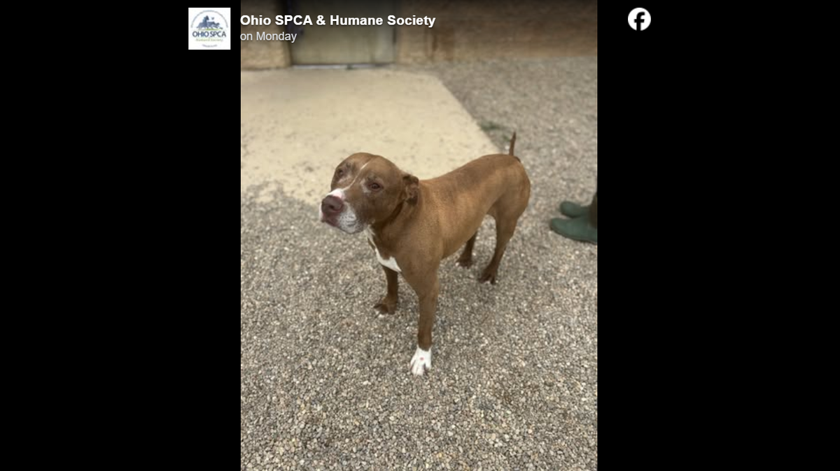 Biggie is in need of a stable home to live out his golden years.