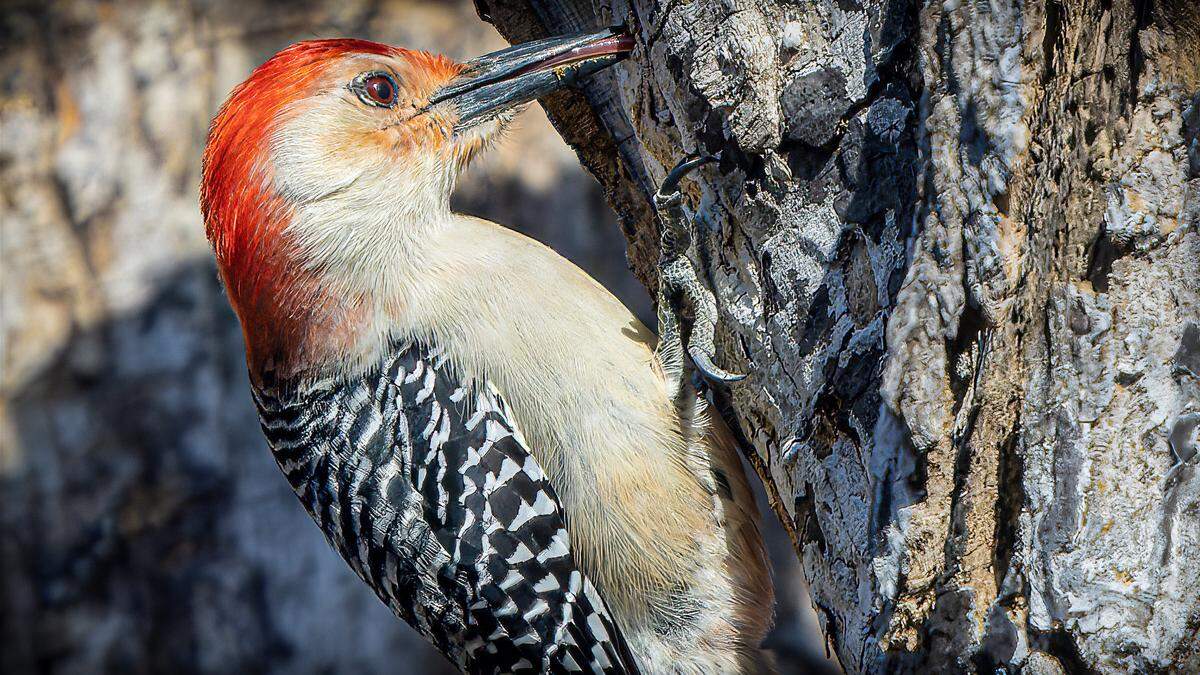 The red-bellied woodpecker, seen in this file photo, is a common variety seen in Wichita each spring.