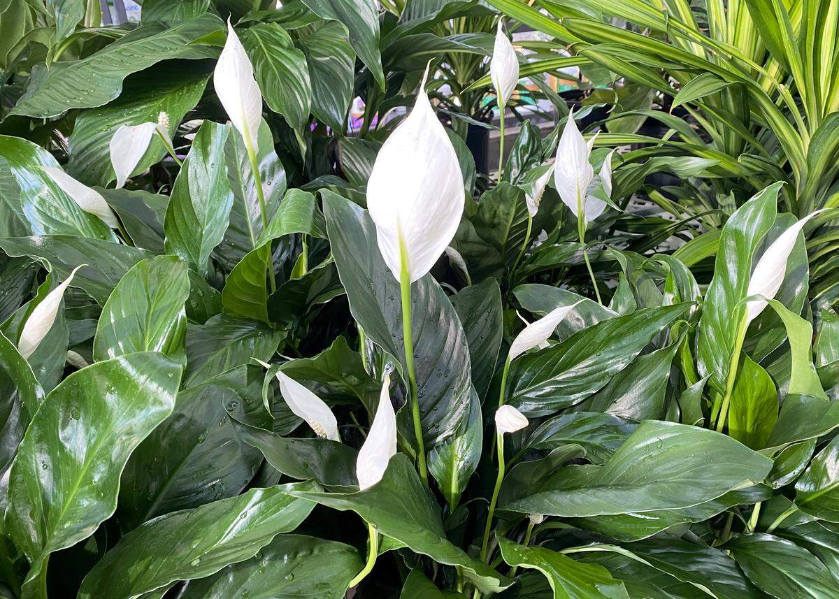 Nurseries are well stocked with flowering peace lilies spathiphyllum.