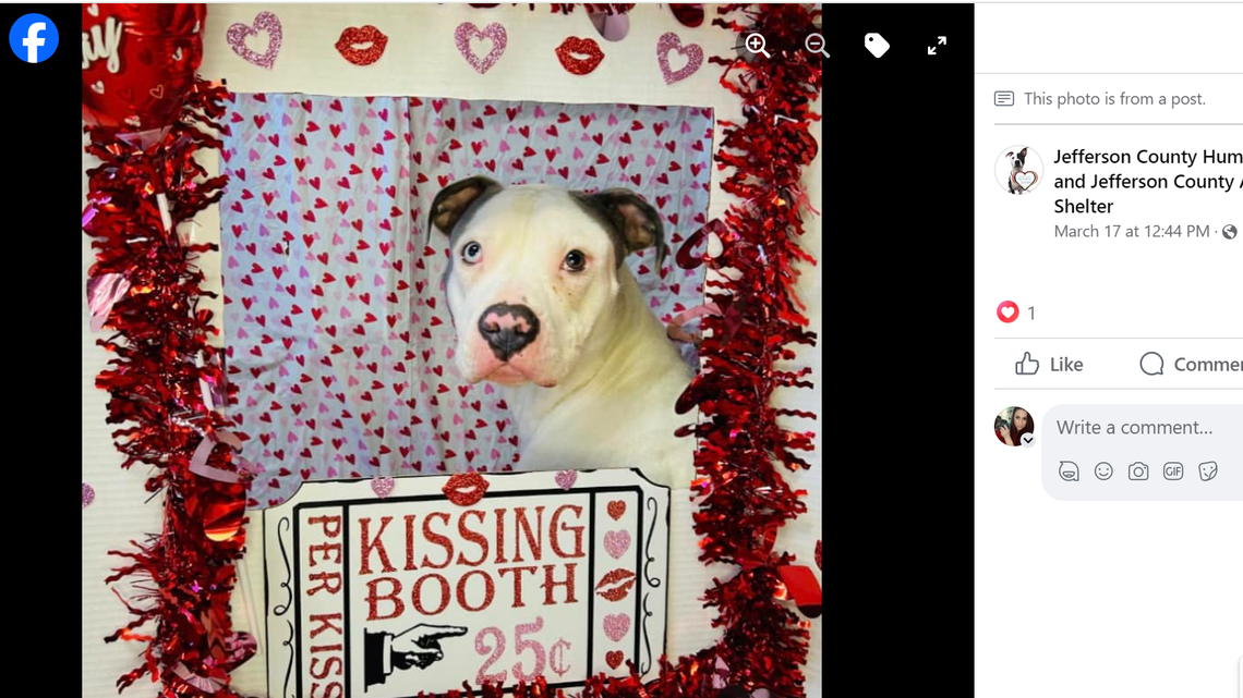 Bubba Gump is looking for a home to call his own.