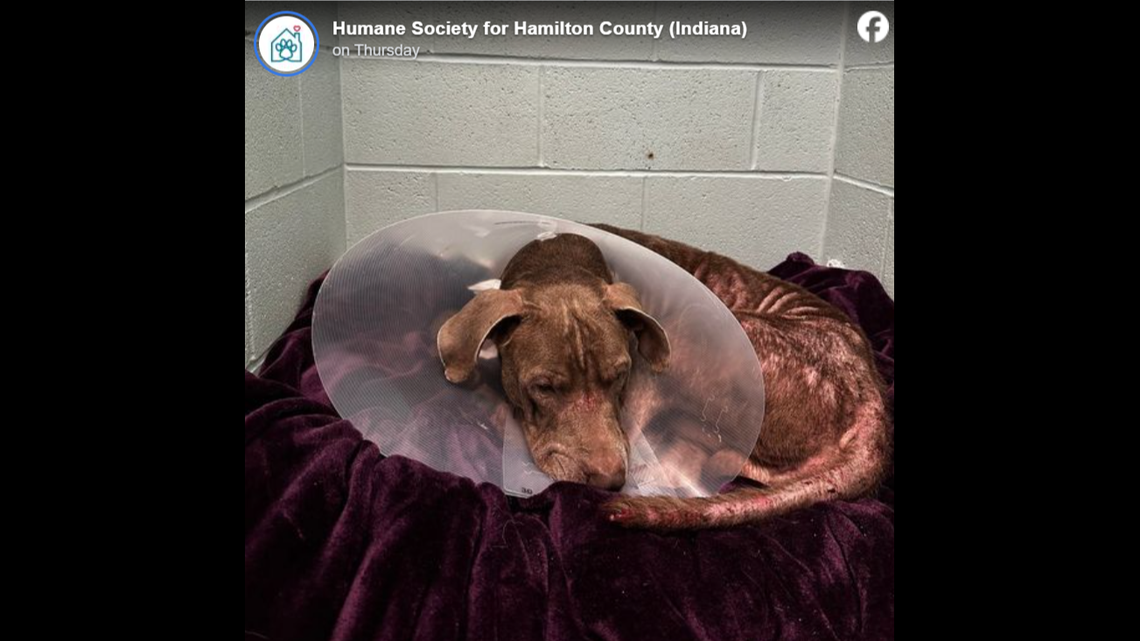 Even though Big Blue has had a traumatizing life, he still is able to love, the shelter said.