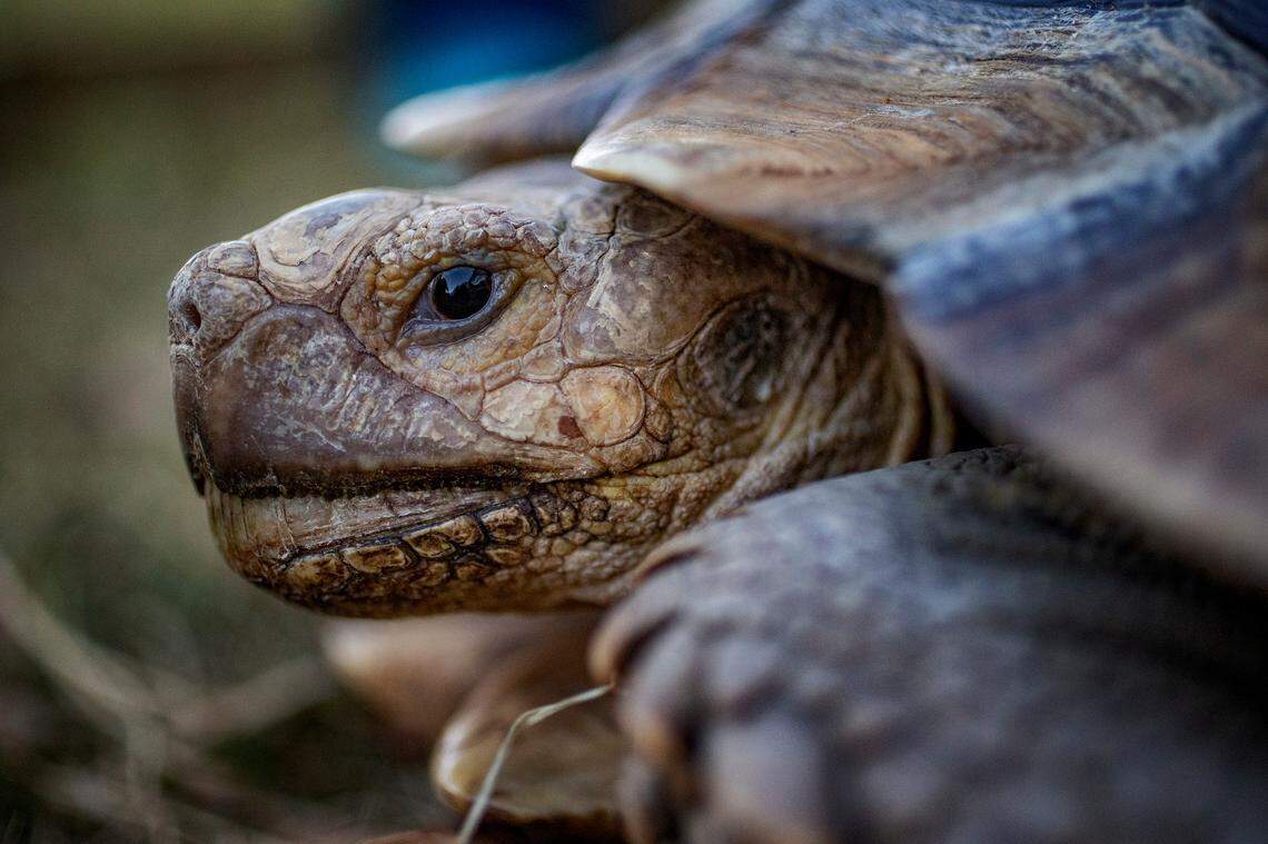 Hoss is a 35-pound sulcata tortoise, also known as African spurred tortoise, estimated to be around 8 years old. The large tortoises can live up to 70 years in the wild, and from 80 to 100 years in captivity. 