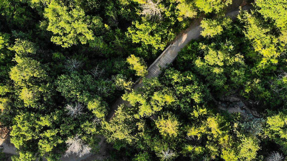 A view of a bunch of trees from above with a path in the middle