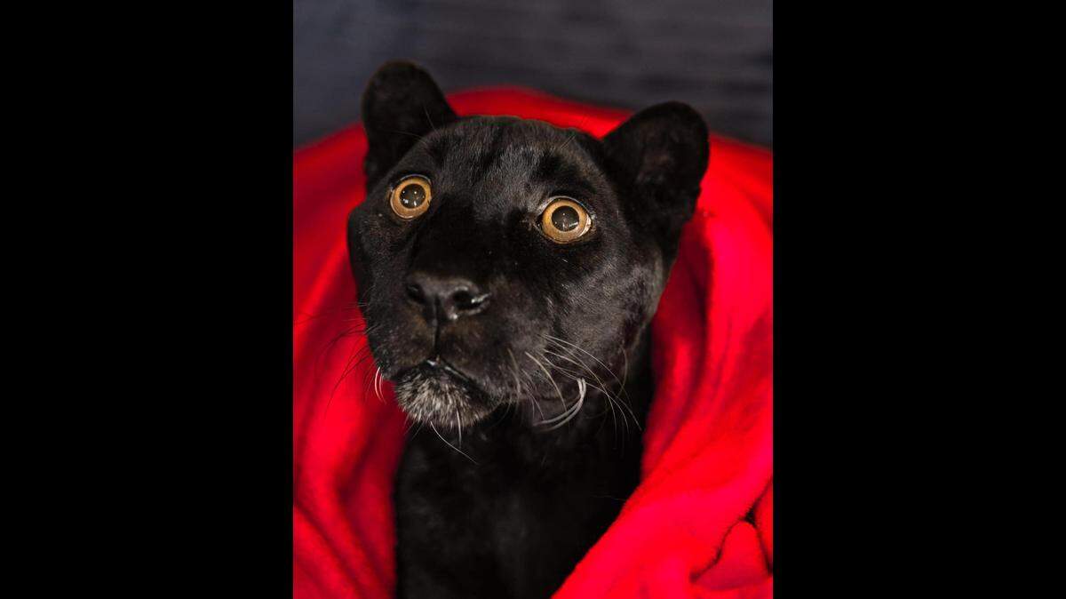 Raven, the world’s oldest leopard, died July 21, 2022, ​at the Center for Animal Research and Education in Bridgeport. She was 25.