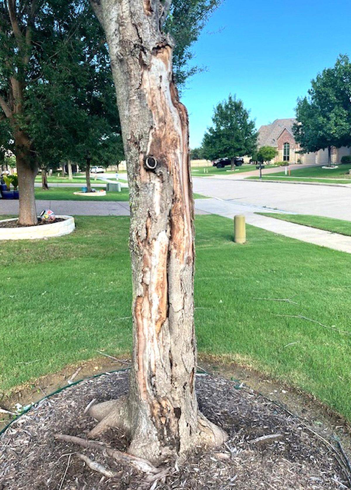 Splitting bark can occur on maple and other trees if their trunks weren’t wrapped in early years after planting.
