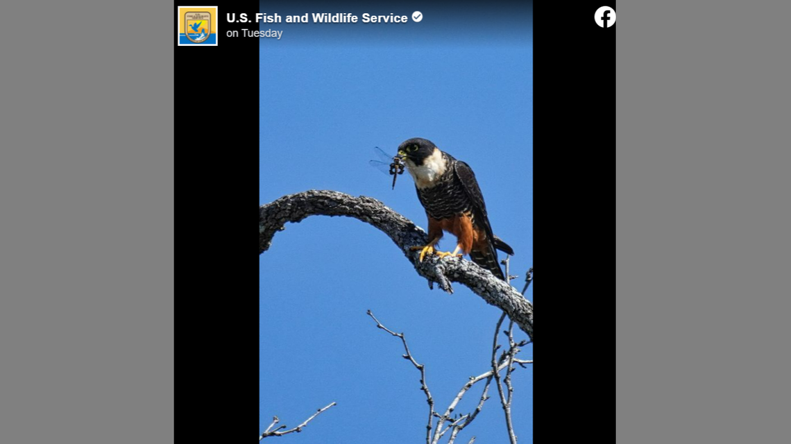 The bat falcon is seen eating a dragonfly at Santa Ana National Wildlife Refuge.