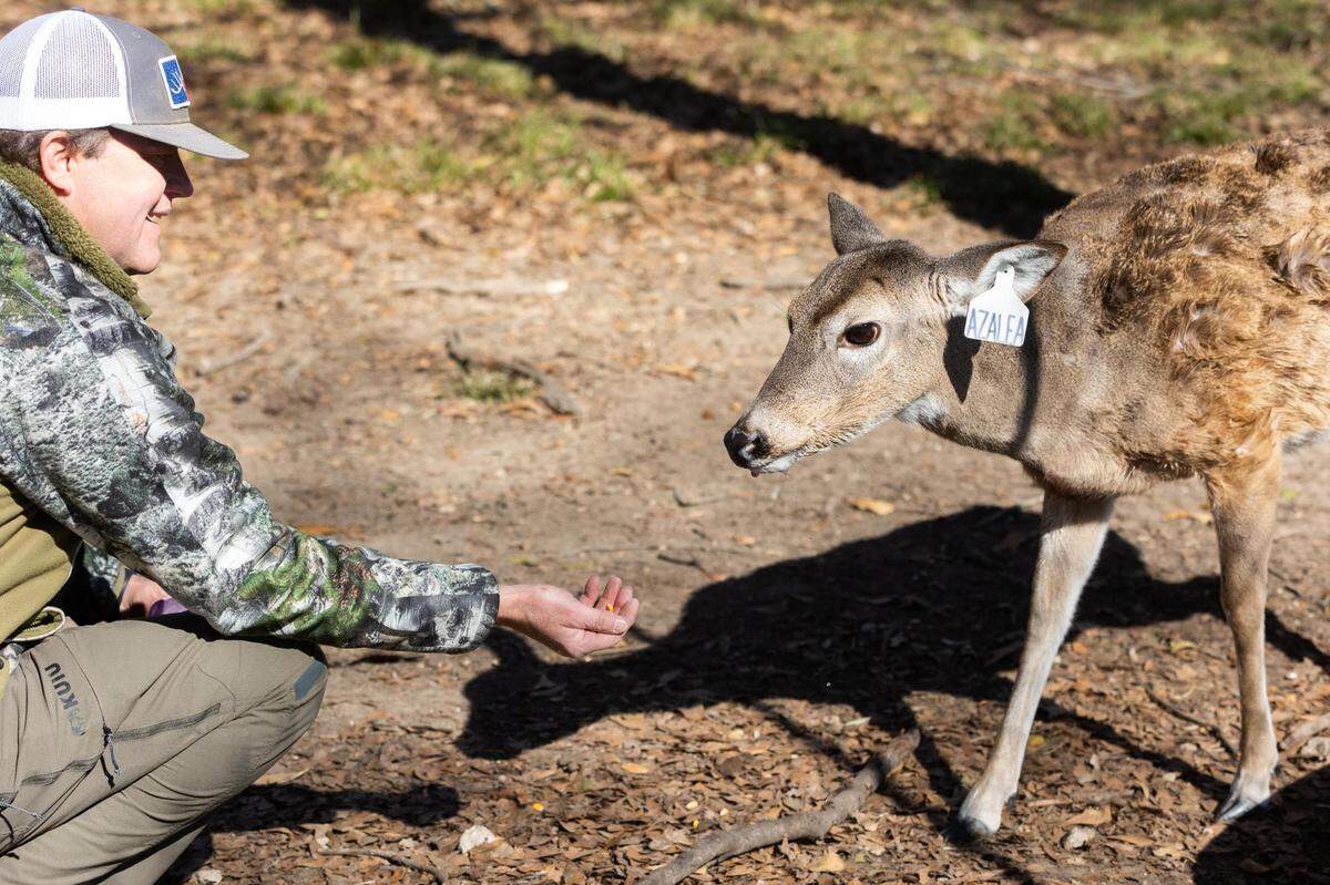 John True holds out food for a whitetail doe named Azalea, on Jan. 28, 2022, at Big Rack Ranch east of Dallas.