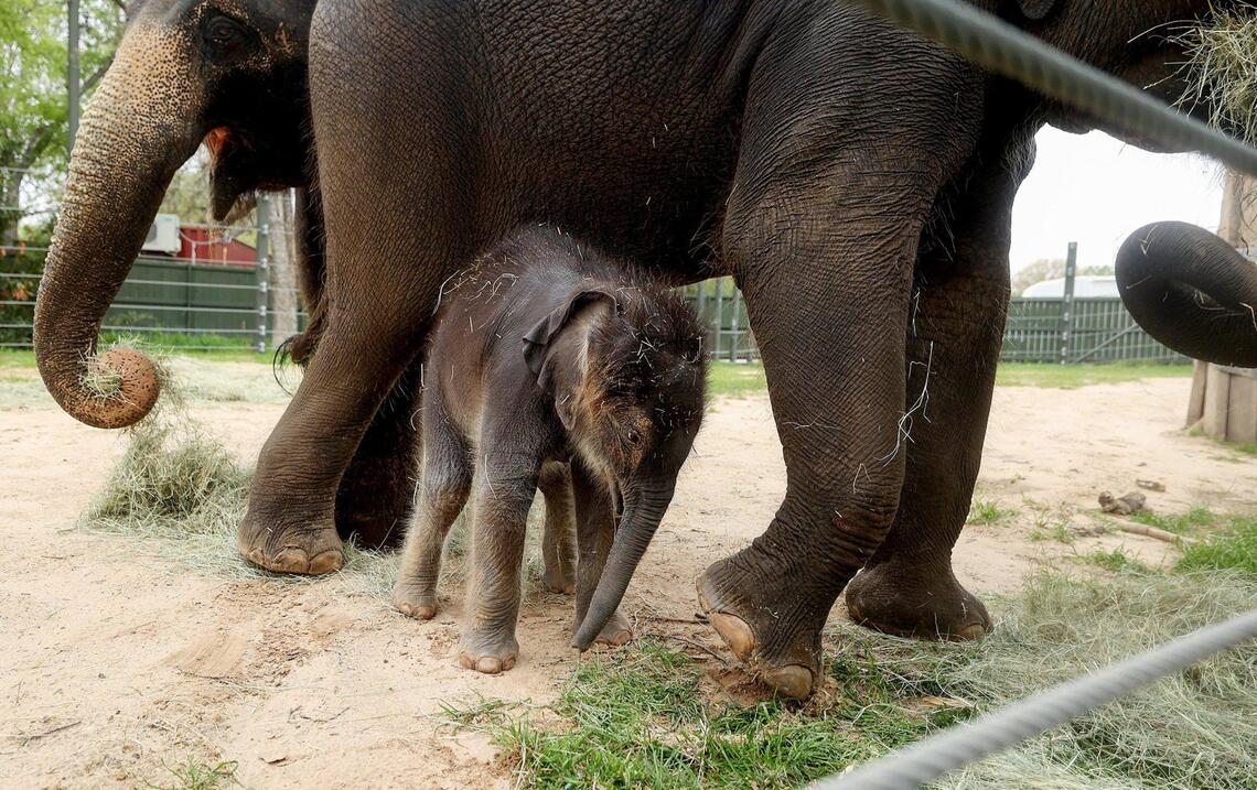 The Silent Goodbye: Elephant Herd Grieves Over Fallen Calf ...