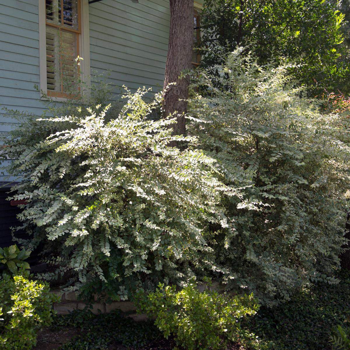 Variegated privet is commonly used, but it grows 8 to 10 feet, too tall for most homes.
