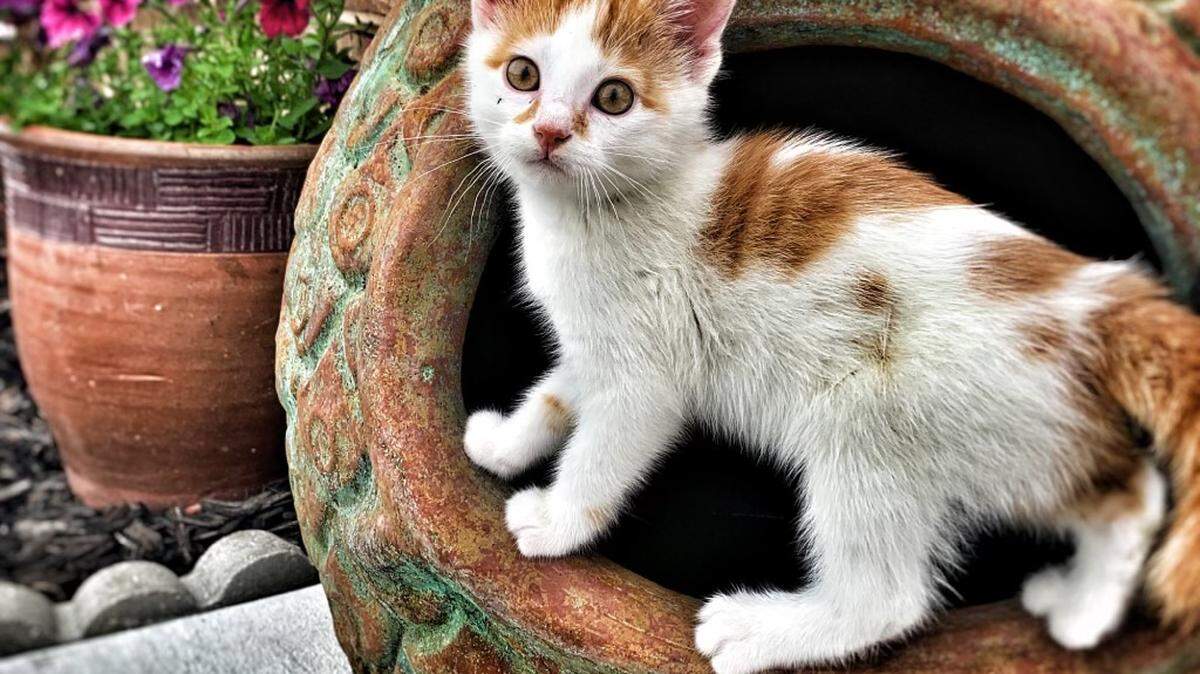 Our final round of voting features 12 adorable cats, but only one can be the winner. Voting is open until Thursday, Oct. 3.