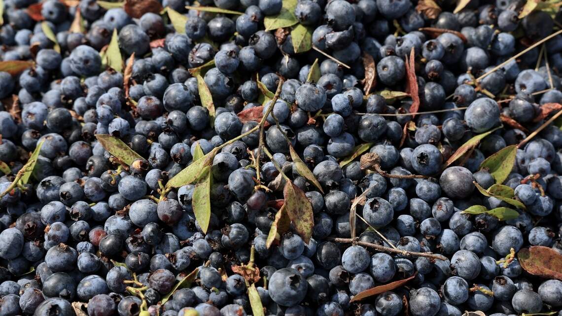 Studies say blueberries are linked to slower memory decline, and the evidence is building