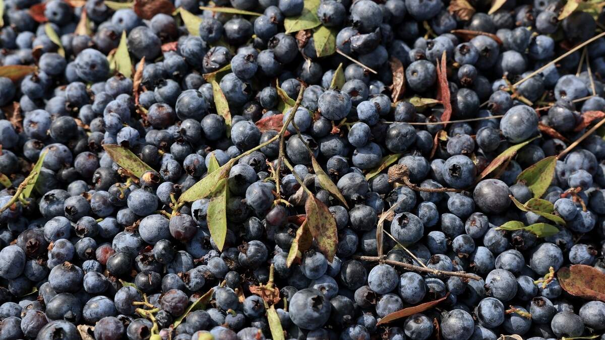 Studien belegen einen Zusammenhang zwischen Blaubeeren und einem ...