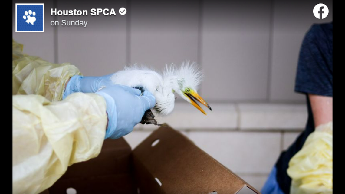 The Houston SPCA helped rescue, and is now caring for, the birds that survived their nests being destroyed.