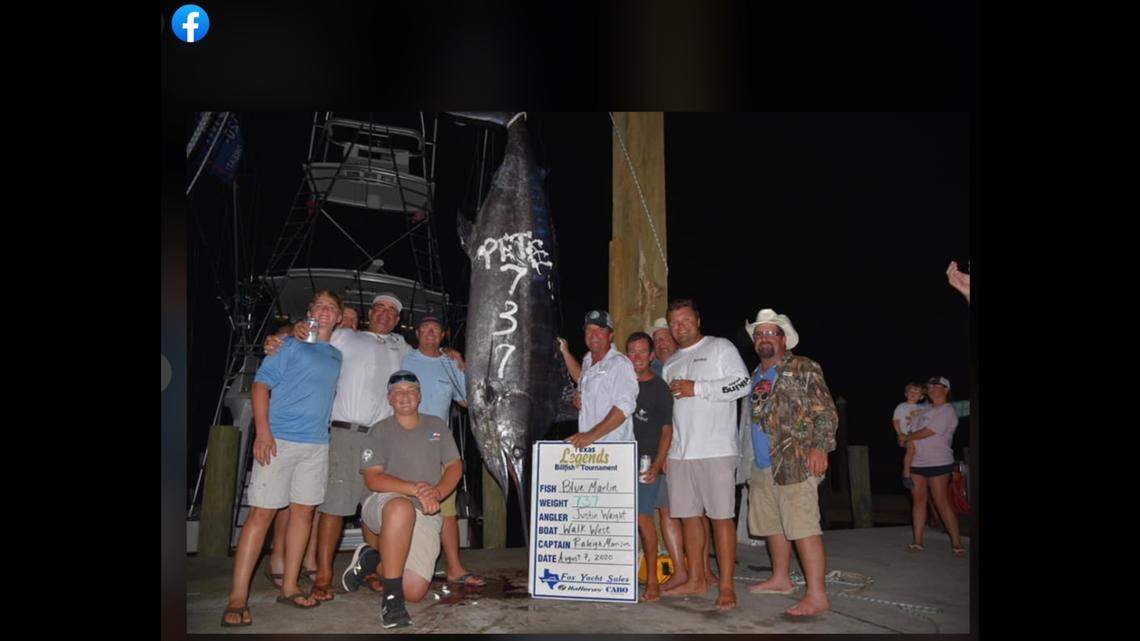 Anglers at Texas Billfish Tournament last Friday caught a massive 737-pound blue marlin.