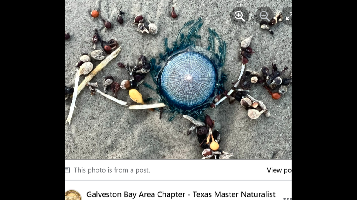 Colorful blue buttons have been appearing on Texas beaches near Galveston, photos show.