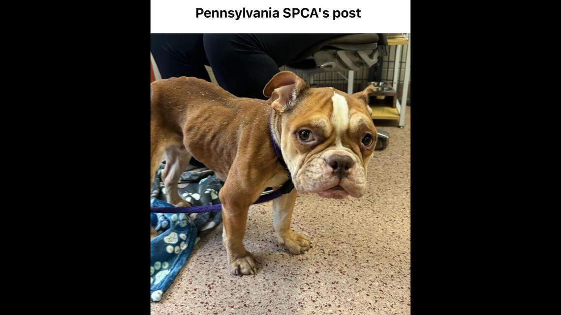 Sweet Zoey was rescued from horrible conditions, the shelter said.